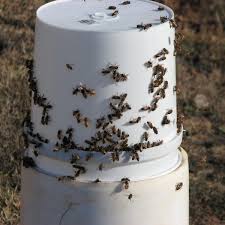 Consider placing the feeder around bee balm or lavender where bees tend to flock. Bee Feeding Stations Keeping Backyard Bees