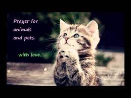 If you have a sick pet may the lord give it life and healing. Prayer For Cats Dogs And Other Pets And Animals Youtube