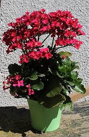 Image result for Kalanchoe hametiorum