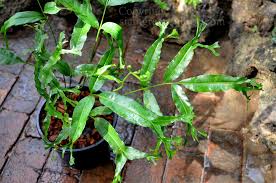 Image result for Stenochlaena