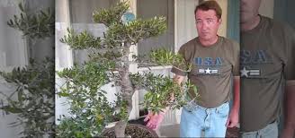 This is done to maintain and refine the shape of the tree. How To Prune An Olive Bonsai Tree Gardening Wonderhowto