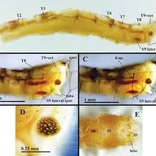 The microhabitat: 30. Cyanopenthe taiwana sp. nov.; 31. C. leei sp....