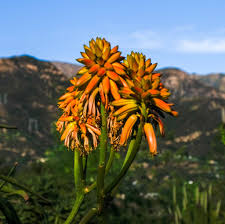 Image result for Aloe wollastonii