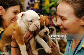 19.579 Tienda De Mascotas Stock Photos, High-Res Pictures, and Images