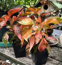 Image result for Acalypha volkensii