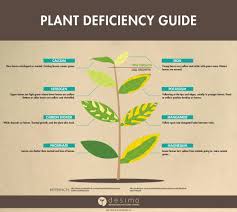 Plant Nutrient Deficiency Symptoms Chart Best Picture Of