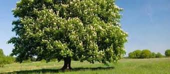 While the foliage is a beautiful complement to the flowers in spring, the ohio buckeye is troubled by foliar diseases in some summers. Ohio Buckeye