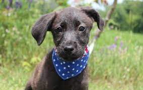 Adopt Shandy On Petfinder Poodle Mix Dogs Labrador Retriever Labrador Retriever Dog
