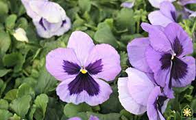 Pansies Are Here Pansies Garden Center Spring Has Sprung