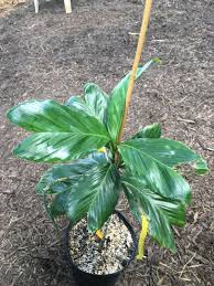 Image result for Eulophia tenella