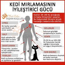 nlndnys kedi mirlamasinin iyilestirici gucu nalan in dunyasi diy recycling crochet recipes jewelrymaking kedi yasam koclugu saglik bakim