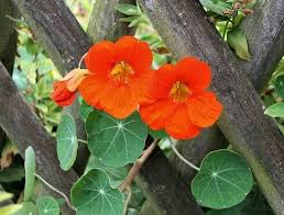 I didn't know you could eat violets! Flowers You Can Eat 150 Edible Flowers To Try This Season