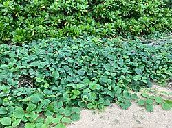 Image result for Canavalia