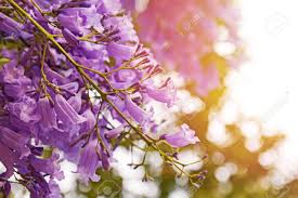 Department of agriculture plant hardiness zones 9 and 10, jacaranda. Beautiful Jacaranda Tree With Purple Flowers Close Up Lizenzfreie Fotos Bilder Und Stock Fotografie Image 132451537