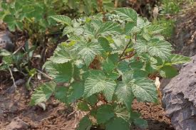 Image result for Rubus iringanus
