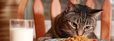 Regular cat food would often contain wheat, corn, and grain. Choosing The Best Adult Cat Food Petsmart Food Center