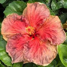 Texas Wild Hibiscus Flowers Delivered Hibiscus Flowers