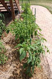 In contrast, jalapeno pepper plants will not produce an abundance of fruit when the temperature is over 90 f. A Guide To Growing Chili Peppers Chili Pepper Madness