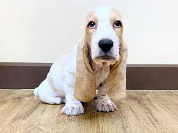 Browse through our breeder's listings and find your perfect puppy at the perfect price. Basset Hound Dog Male Lemon White 2504458 Petland Grove City Oh