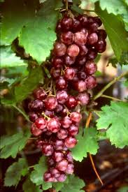 Vitis Muscat De Hambourg Vigne Muscat De Hambourg Vigne Raisin Muscat De Hambourg Vigne Fruits D Automne Corbeille De Fruits