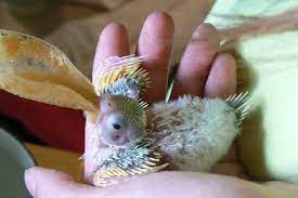 Pin On Animals
