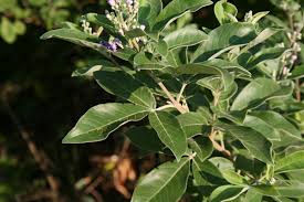 Image result for Vitex trifolia