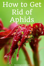 Check spelling or type a new query. How To Get Rid Of Aphids On Plants Blooming Anomaly