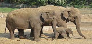 turkiye de asya filinin nesli tukenmistir elephant species asian elephant elephant sanctuary