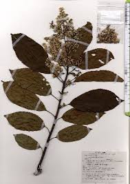 Image result for Ehretia obtusifolia