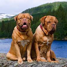 These qualities will become stronger as the puppy grows to adulthood. Dogue De Bordeaux Pdsa