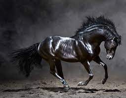 Beautiful Black Horse Background Gallery Yopriceville High Quality Images And Transparent Png Free Clipart Horse Background Horses Black Horse