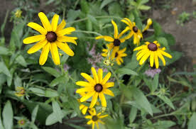 Does your flower resemble this? 18 Beautiful Wildflowers Native To Michigan Mlive Com