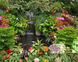 garden with a variety of plants