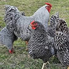 Anyone have any ideas what is wrong with chicken???