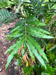 Image result for Filicium decipiens