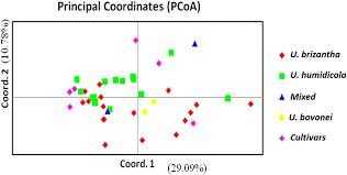 Image result for Urochloa jubata