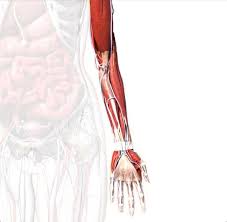 Understanding how the body moves and creates movement with the. Arm Muscles Anatomy Function Diagram Conditions Health Tips Arm Muscle Anatomy Arm Muscles Muscle Anatomy