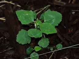 Image result for Euphorbia depauperata