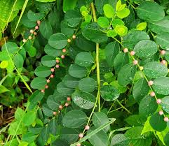 Image result for Phyllanthus reticulatus