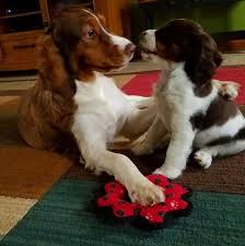 Pin On Animaux