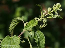 Image result for Urtica