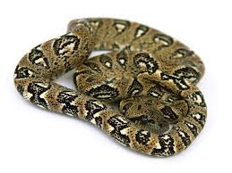 Image result for Wahlenbergia madagascariensis