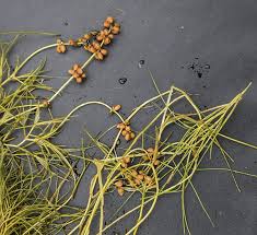 Image result for Stuckenia