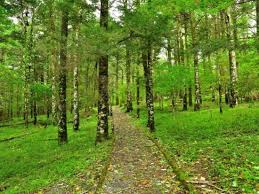 Mt Fuji And Aokigahara Adventure Tour From Tokyo Tours Activities Fun Things To Do In Tokyo Japan Veltra