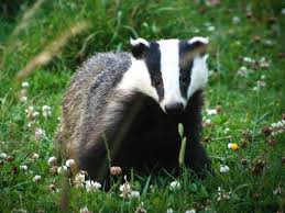 Dilute the powder they come in water and use a hose or a watering can. Badger A Guide To Irelands Protected Habitats Species