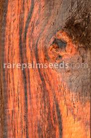 Image result for Dalbergia