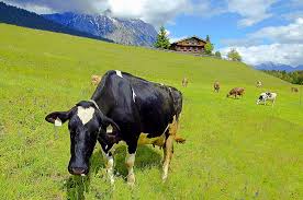 Cows On Green Alpine Pasture In Tyrol Taken At Village Of Wildermieming Tirol Austria