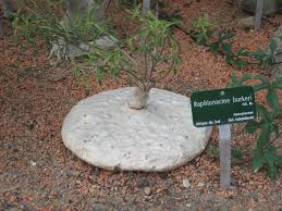 Image result for Raphionacme madiensis