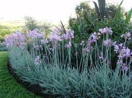 Society garlic, beautiful and edible. Abulk Native Plants Grass Buffalo Turf And Other Instant Lawn Society Garlic Plants Plants Propagation