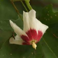 Image result for Triplochiton zambesiacus